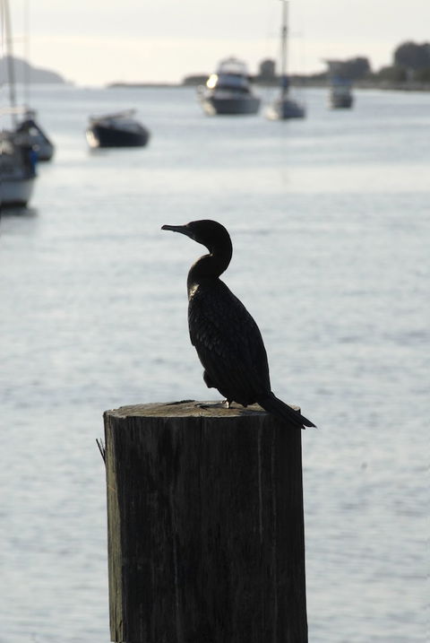 Mariners On The Waterfront - Redcliffe Tourism 3