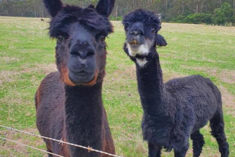 Cinnamon Coloureds Farm Cottages - Redcliffe Tourism 6