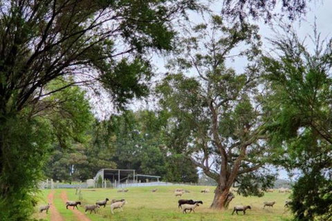 Cinnamon Coloureds Farm Cottages - Redcliffe Tourism 7