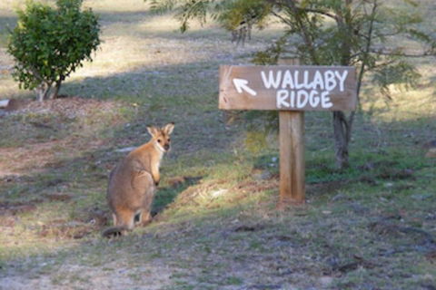 Wallaby Ridge Retreat - Redcliffe Tourism 0