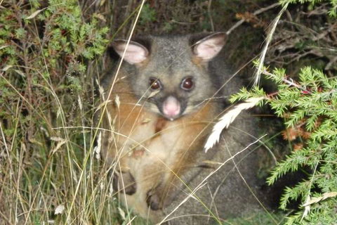 Forest Walks Lodge - Redcliffe Tourism 6