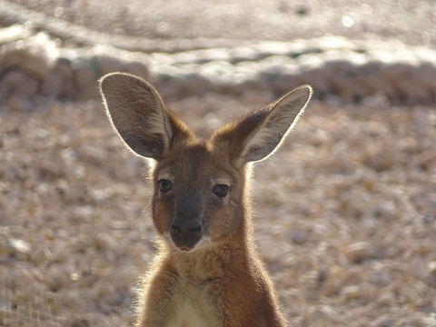 On The Deck @ Shark Bay - Redcliffe Tourism 3