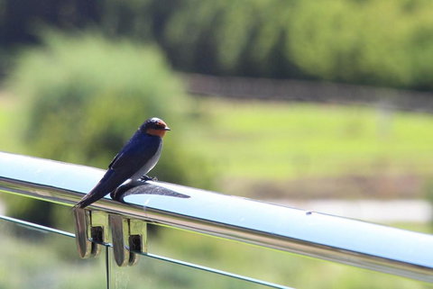 Bickley Valley Cottage - Redcliffe Tourism 3