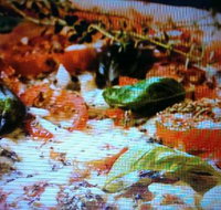 Alfio's Pizzeria - Redcliffe Tourism