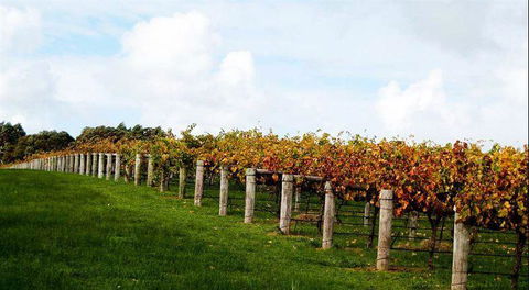 Arimia Restaurant And Winery - Redcliffe Tourism 10