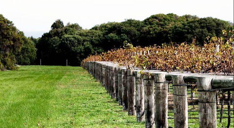 Arimia Restaurant And Winery - Redcliffe Tourism 5