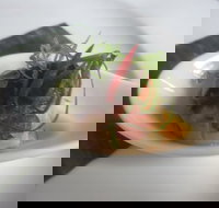 Banana Palm - Redcliffe Tourism