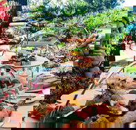 Waterview Restaurant Coogee Beach - Redcliffe Tourism