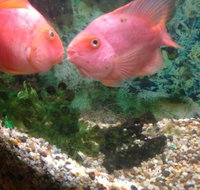 Eastern City Chinese Restaurant - Redcliffe Tourism