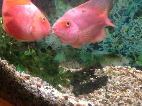 Eastern City Chinese Restaurant - Redcliffe Tourism 0