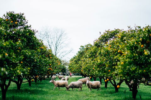 Cambray Cheese Farm Shop - Redcliffe Tourism 0