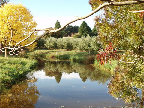 Cradle Coast Olives - Redcliffe Tourism 0
