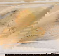 Swish 'n' Chips - Redcliffe Tourism