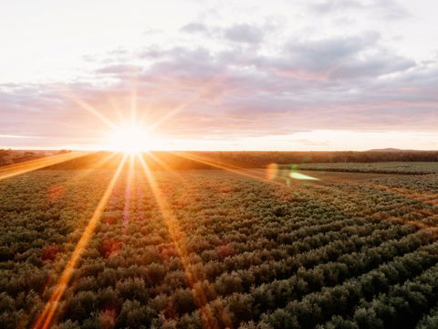 Rich Glen Olive Farm - Redcliffe Tourism 0