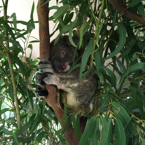 Wild Life Hamilton Island - Redcliffe Tourism 0