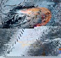 Yamba Wild - Redcliffe Tourism