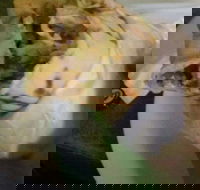 Ankara Kebabs  Bakery - Redcliffe Tourism