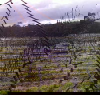 Darlington Vineyard - Redcliffe Tourism