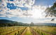 Fallen Giants Vineyard - thumb 0