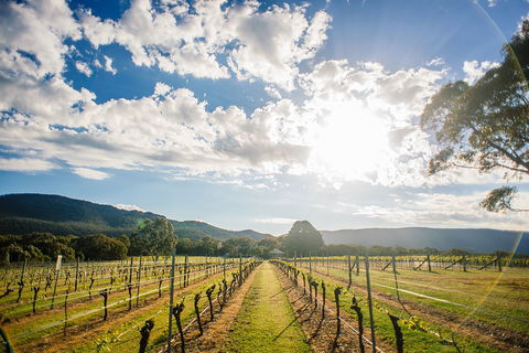 Fallen Giants Vineyard - Redcliffe Tourism 0