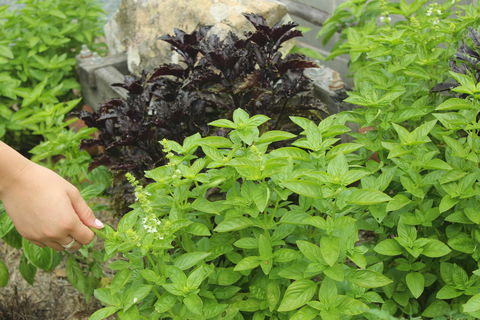 Hillview Herb Farm - Redcliffe Tourism 1