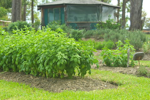 Hillview Herb Farm - Redcliffe Tourism 2