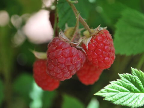 Westerway Raspberry Farm - Redcliffe Tourism 0
