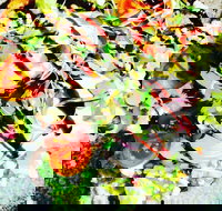 Hangar Cafe And Restaurant - Airport West - Redcliffe Tourism