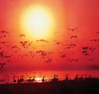 Four Birds - Redcliffe Tourism
