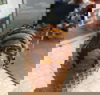 Zanette's Gelato - Redcliffe Tourism