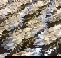 Wonderland Emporium - Redcliffe Tourism