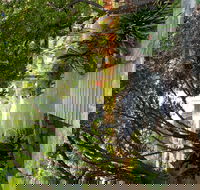 Velvet  Willow - Redcliffe Tourism