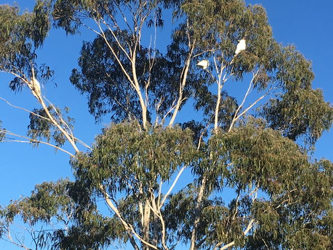 Mongarlowe Gourmet - Redcliffe Tourism 1