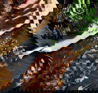 Outback Steakhouse Wollongong - Redcliffe Tourism