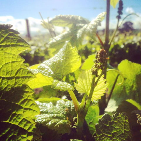 Punt Road Winery - Redcliffe Tourism 1