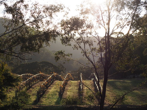 Mountainside Wines - Redcliffe Tourism 1