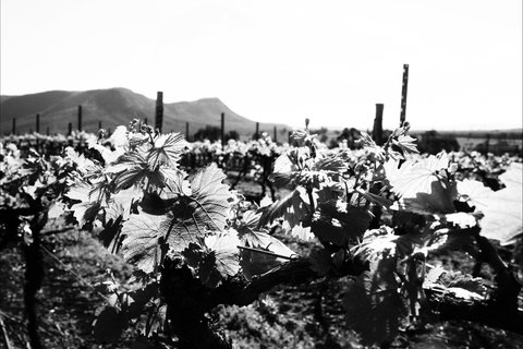 Ballabourneen Wine Co - Redcliffe Tourism 0