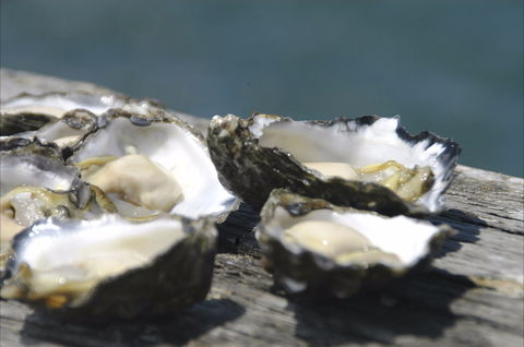 Jim Wild's Oyster Service - Redcliffe Tourism 0