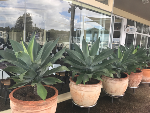 The Deck Cafe, Restaurant & Bar - Redcliffe Tourism 3