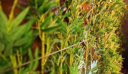 I Love Pho Crows Nest - Redcliffe Tourism 19