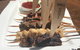 Outback Jacks Bar & Grill Northbridge - thumb 7
