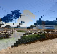 Penguin  Pardalote Coffee House - Redcliffe Tourism
