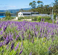 Port Arthur Lavender - Redcliffe Tourism