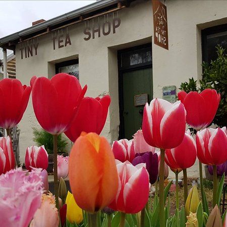 Tiny Tea Shop - Redcliffe Tourism 0