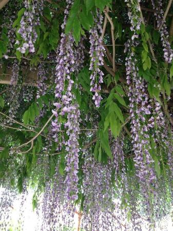 The Topiary Pantry - Redcliffe Tourism 0