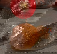 Charm Thai - Upper Coomera - Redcliffe Tourism