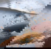 Wild Local Prawns - Redcliffe Tourism