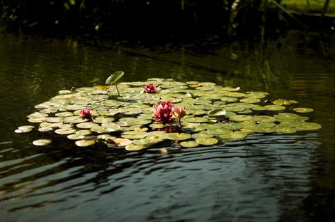 University House - ANU - Redcliffe Tourism 17