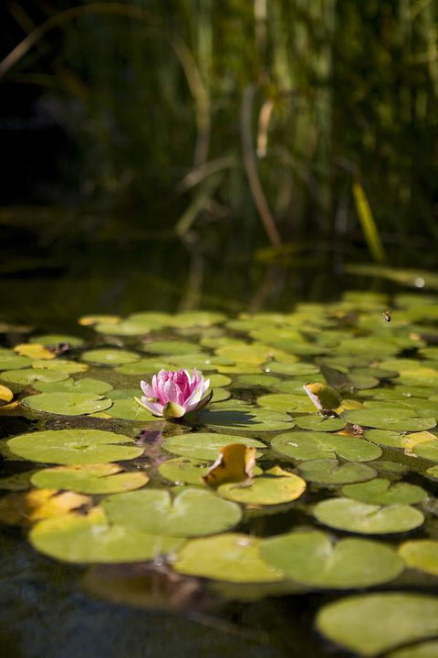 University House - ANU - Redcliffe Tourism 35