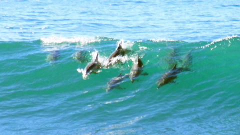 Mollymook Beach Waterfront - Redcliffe Tourism 4